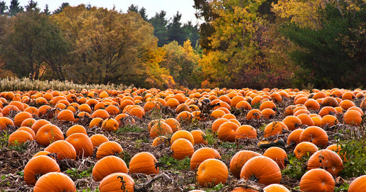 National Pumpkin Day 2022